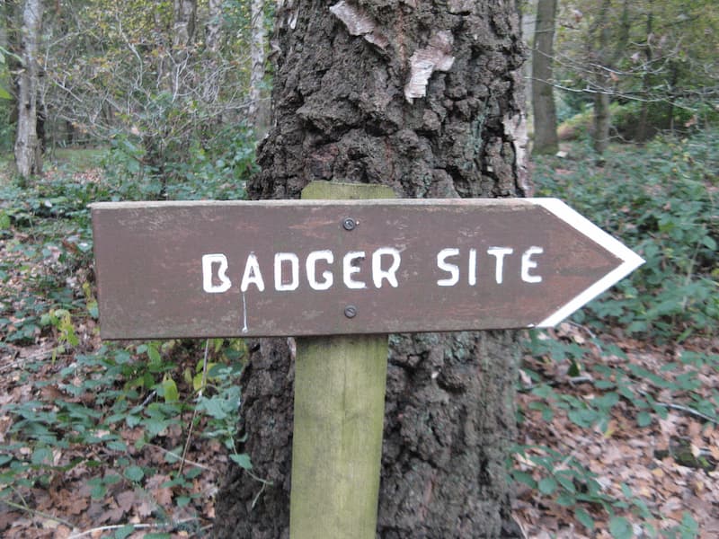 Badger Site